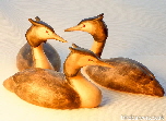Grebes - and other water bird carvings
