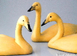 Whooper swans - swan carvings